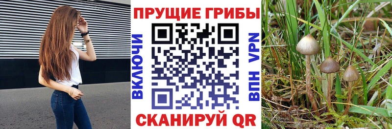 Галлюциногенные грибы Psilocybine cubensis  купить закладку  Данков 